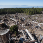 Does Clearcutting Improve Overall Health and Productivity of a Forest?