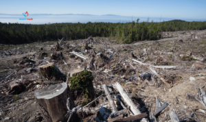 Clearcutting Improve Overall Health