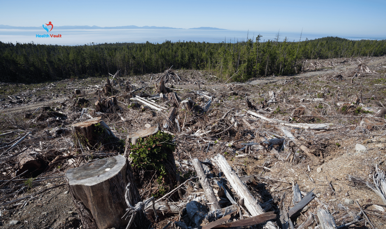 Does Clearcutting Improve Overall Health and Productivity of a Forest?