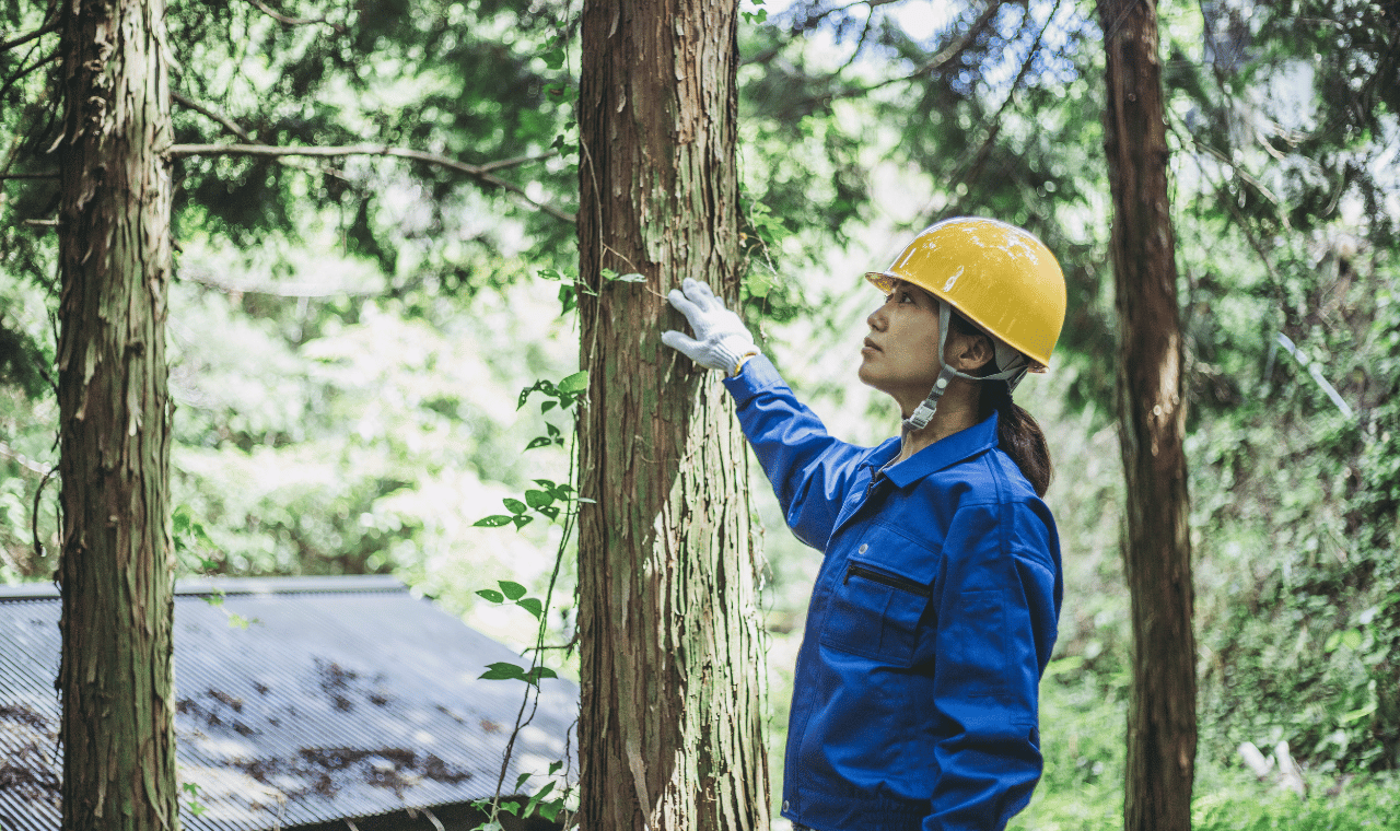 Sustainable Forestry