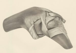 Best Vitamin for Nerve Damage: What the Evidence Says (2026)